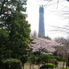 「スカイツリー」が桜の上に