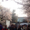 靖国神社の桜