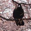 からすが食べ物を狙っていました　カメラ目線がこわ〜