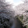 目黒川(4/3)　満開♪