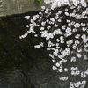 桜の花びらが川に…