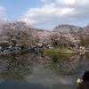 池に映る桜もキレイ