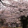 桜　満開でした