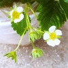 苺のお花❁︎♡