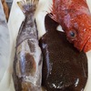 アイナメに鰈に鬼カサゴ