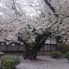 日本最古のソメイヨシノ