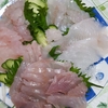 鱚と鰈とアイナメと鬼カサゴの刺身盛合せ