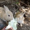 今年は子うさぎいっぱい