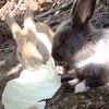 子ウサギたち