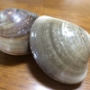 はまぐり。