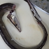 手ごろな鱧