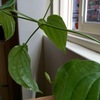 花芽も少し