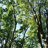 ブナの新緑☆