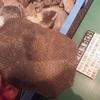 縄文土器に触れてみよう