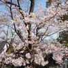 会下山公園の桜
