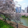 外堀公園の桜