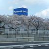 開通した西道路沿いのパナソニック工場の桜☆彡