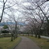 桜のトンネル