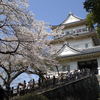 小田原城の桜は満開でした♪