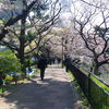 外堀公園の桜