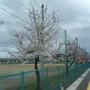 ヨークベニマル太平寺店近くの桜