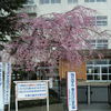 昨日の杉妻小学校校門　しだれ桜