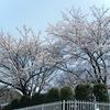 近くの公園は、7分咲き位かな？