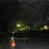 目黒東山公園の夜桜