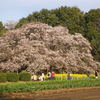 吉高の大桜。見事な枝ぶり。