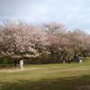 佐倉城址公園。色んな種類の桜が。