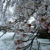 満開の桜に雪