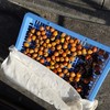 梅干しの土用干し
