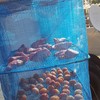 紅生姜と