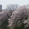 2016.4.13山形市霞城公園