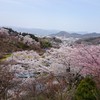 2016.4.9福島市花見山１