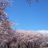 2016.4.17山形県天童市舞鶴山