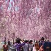 2016.4.16福島県喜多方しだれ桜の散歩道