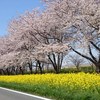 2016.4.24菜の花ロード２