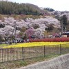 2016.4.9福島市花見山２