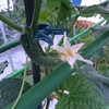 白い花のキュウリ
