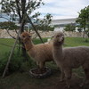 アルパカ