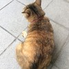 巷の猫さん
