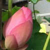 蓮のつぼみ