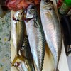 小さいガシラ抜きの釣果