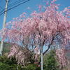 道端には、まだ枝垂桜が
