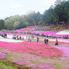 秩父羊山公園芝桜八分咲き