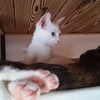 暑いかもにゃ～