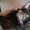 キャットタワーのてっぺんで☆