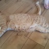 随分と懐っこいニャンコでした♪