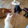 遊びたいのにゃ～